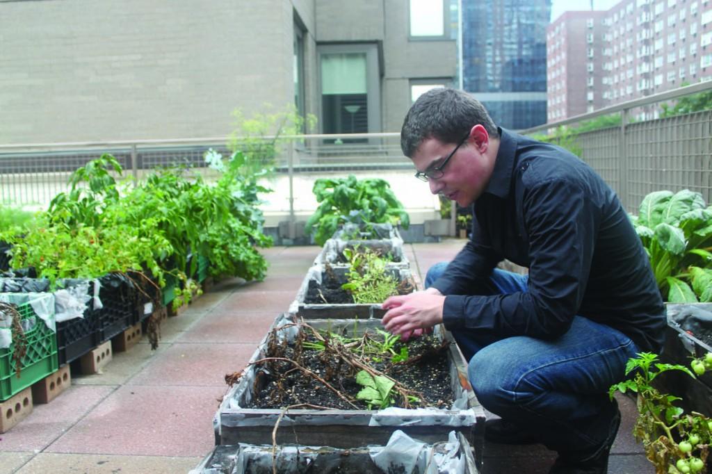 Michael Zimmerman crouches over the vegetables growing above New York City in the Church of St. Paul Apostle’s rooftop garden. (Sara Azoulay/The Observer)