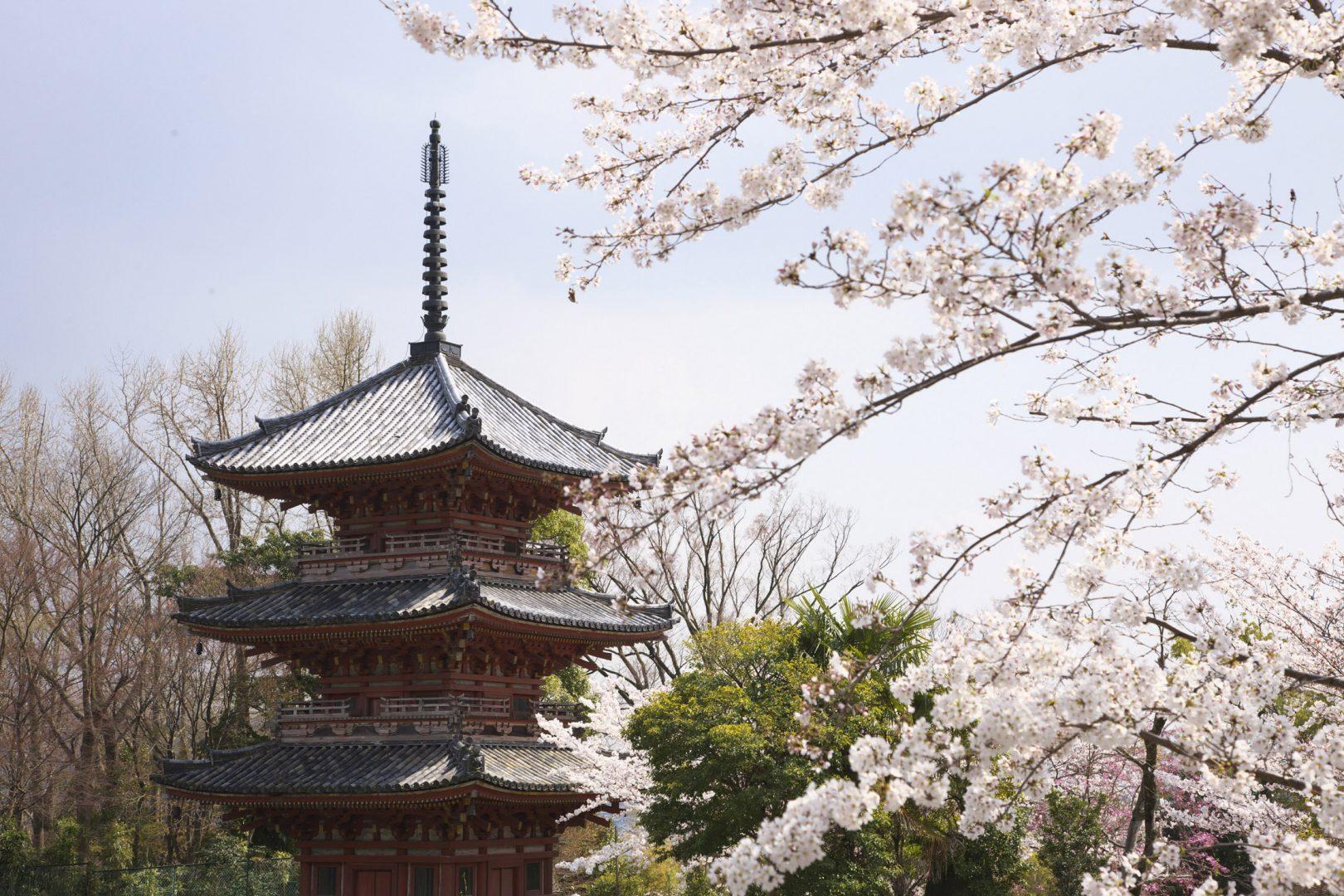 Japanese culture practices Sakura, a tradition in which the end of winter is celebrated in the midst of flowering cherry trees. (Courtesy of Suntory Whisky/MCT)