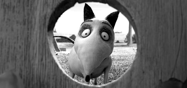 Frankenweenie is directed by Tim Burton, known for his Halloween films. (COURTESY OF DISNEY)