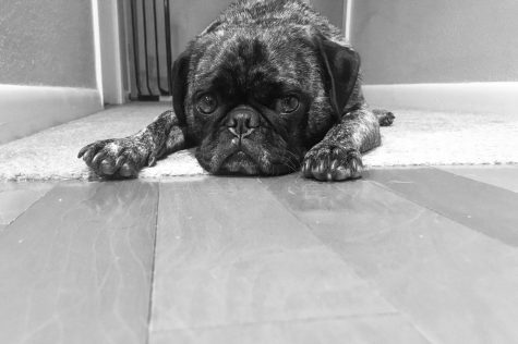 sad-looking small pug dog on the floor in a black-and-white photo