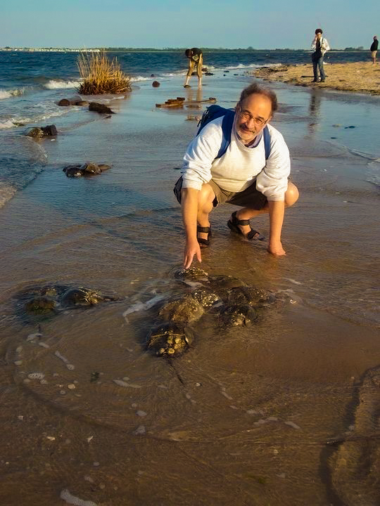 Mark Botton, horseshoe crab expert, stands next to a few of his favorite specimens. 