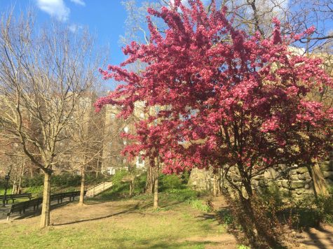 colorful flowers on a tree in New York