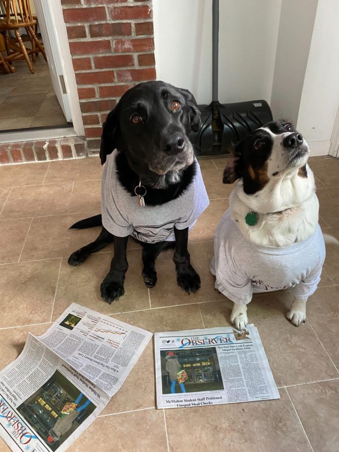 dogs in observer shirts with newspapers