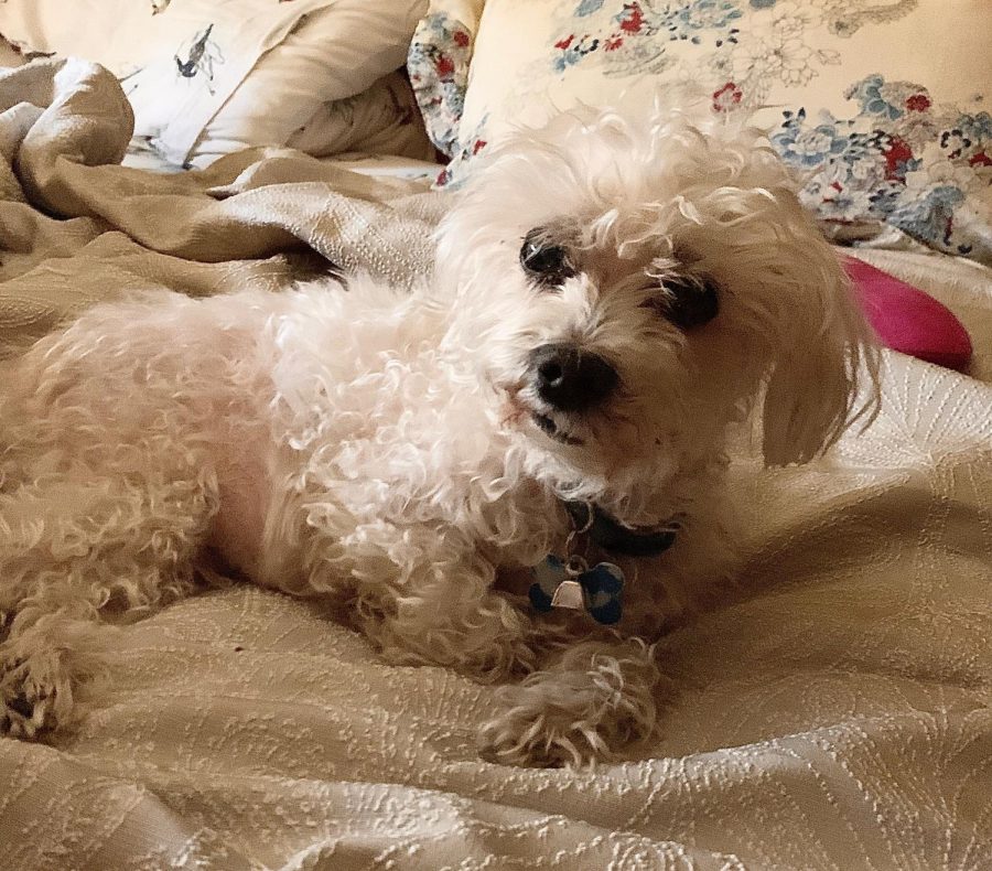 Robert Stryczek, GSB ’21, captures Jack mastering the art of camouflage with the colors of the nearby blanket and pillows.