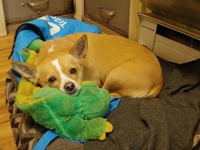 Lily's not the only dog with a favorite stuffed toy; Marina Setaro, FCRH ’21, captures Luca with his own.