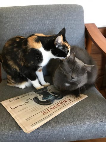 two cats on a chair with an observer newspaper