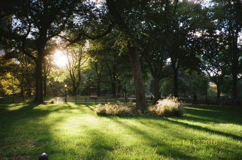 sun shining through the trees in a park