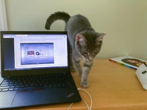a grey cat walks across a desk next to an open laptop with a fall semester class on the screen