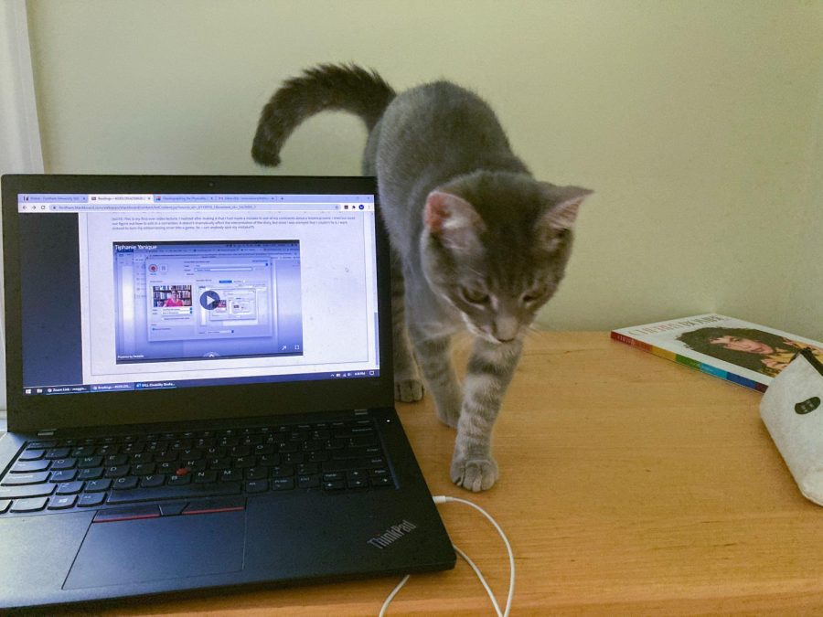 a grey cat walks across a desk next to an open laptop with a fall semester class on the screen