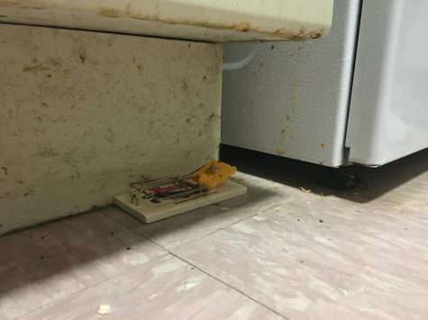 a mouse trap along the bottom of a fridge in McMahon Hall