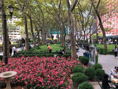 Bright pink flowers in the foreground of Bryant Park, with trees and green space in the background