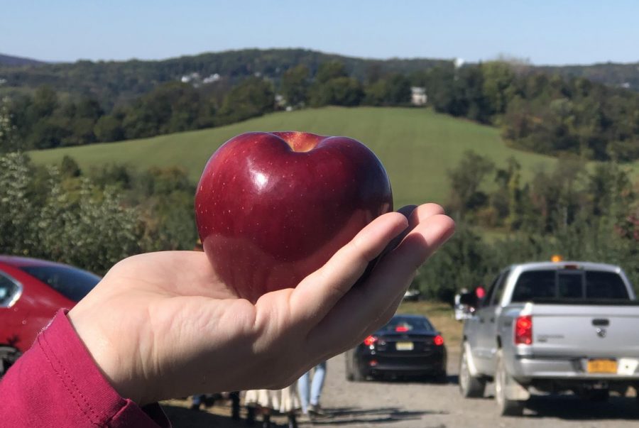 someone holding an apple at an apple orchard