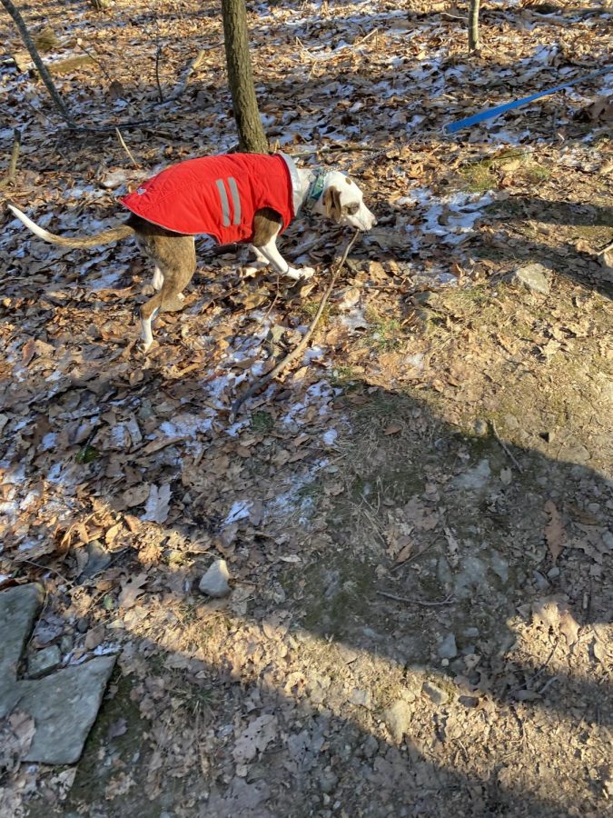 Derby wears a red coat as she walks around the backyard
