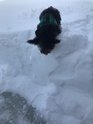 Fred jumps off a snowbank