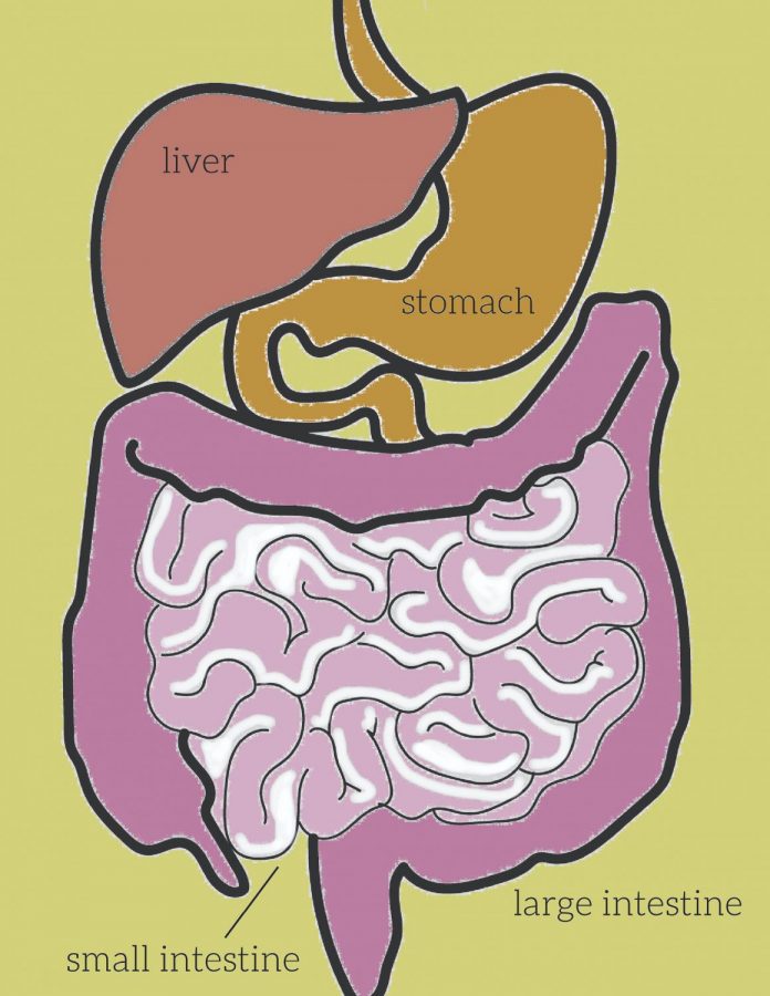Cartoon graphic of digestive system, showing different organs related to digestion and gut health.