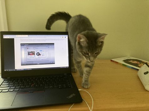 for an article about covid-19 photos, a student's computer and cat are shown