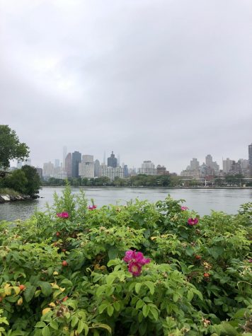 green leaves with pink flowers in front, a view of Roosevelt Island and the Upper East Side in the background