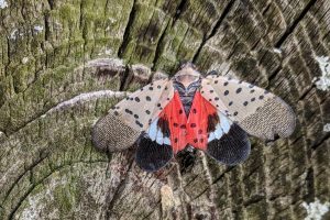 a spotted lanternfly is brownish with black spots and a red spotted body, about two inches wide with wings spread