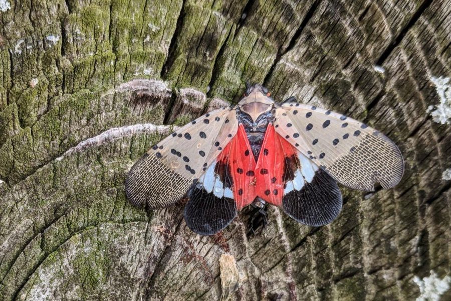 a+spotted+lanternfly+is+brownish+with+black+spots+and+a+red+spotted+body%2C+about+two+inches+wide+with+wings+spread