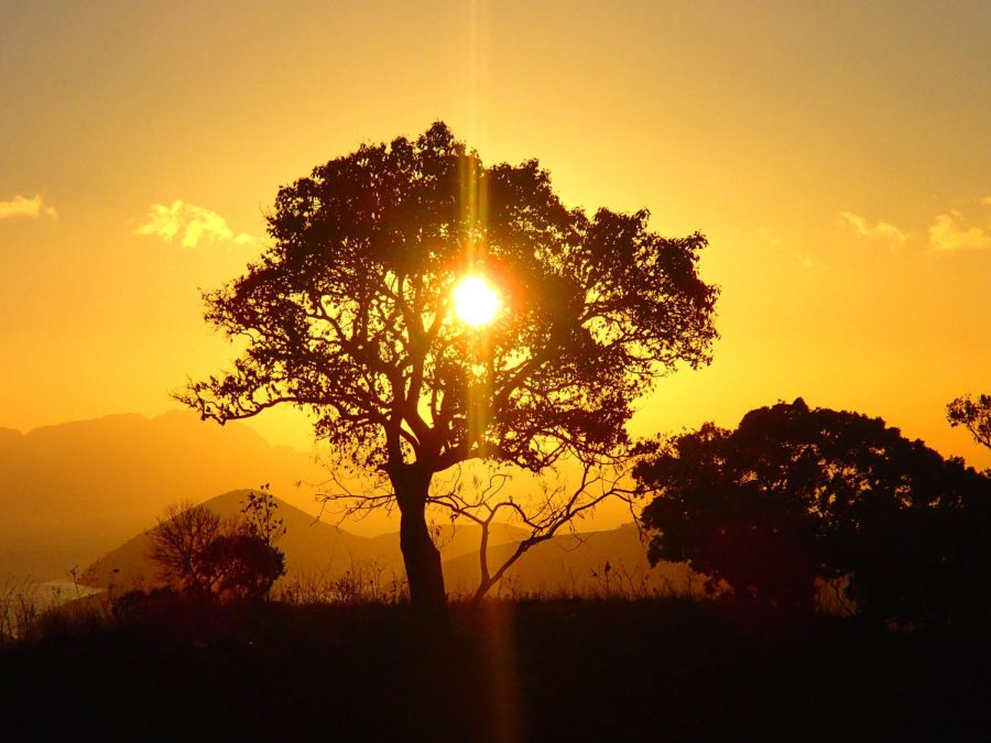 for an article about seeds of transformation campus ministry event,Landscape at sunset with yellow sky and sun shining through a tree.