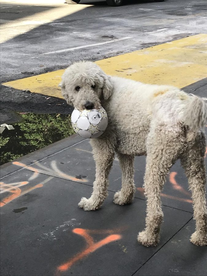 dog with soccer ball