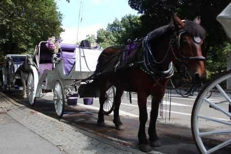 Carriage horses withstand challenging conditions to take riders around New York City.