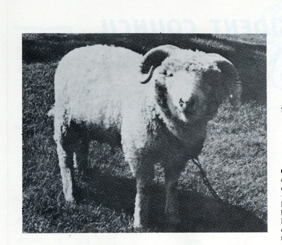 Fordham had a live ram from 1925 to 1978. It would be unethical to revive this archaic tradition. 