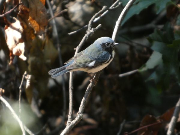This is a black-throated blue warbler, especially common during fall migration. Who could say no to this face?