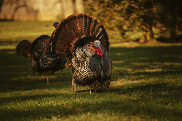 When not confined in small spaces, turkeys can run up to 18 miles per hour and fly up to 50 miles per hour in short bursts.