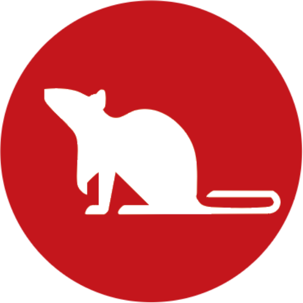 Rat
